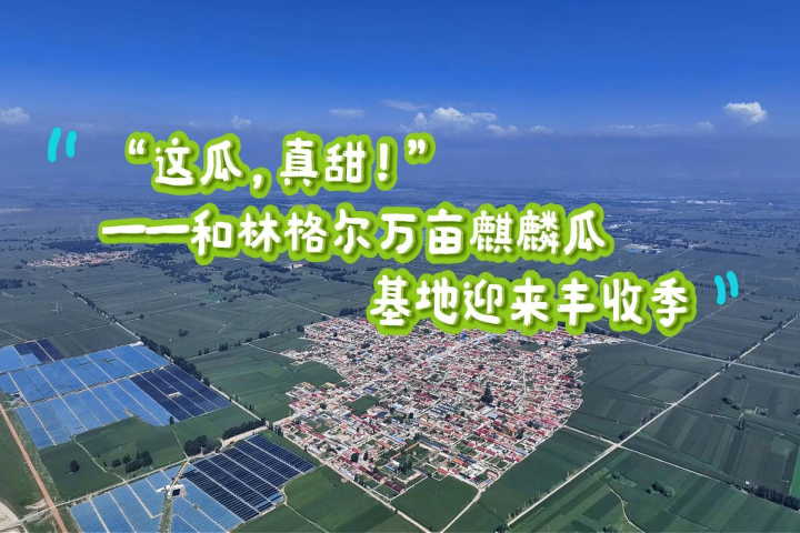 這瓜，真甜！——和林格爾萬畝麒麟瓜基地豐收迎來豐收季
