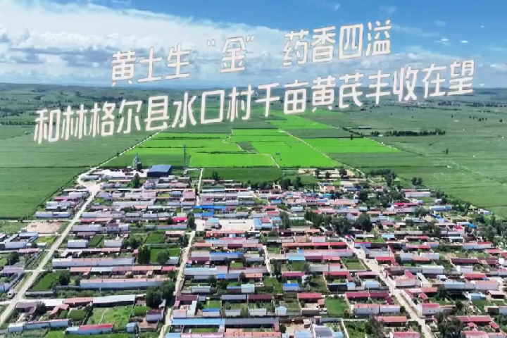 黃土生“金” 藥香四溢 ——和林格爾縣舍必崖鄉(xiāng)水口村千畝黃芪豐收在望